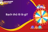 Bạch thủ lô là gì? Cách soi cầu bạch thủ lô miền Nam bất bại