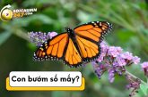 Con bướm số mấy? Nằm mơ thấy con bướm đánh số mấy dễ trúng?