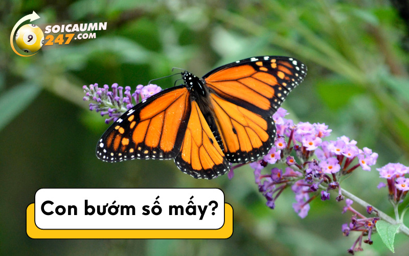 Con bướm số mấy?