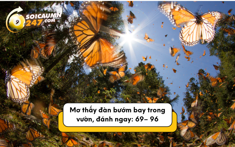 Mơ thấy đàn bướm bay trong vườn