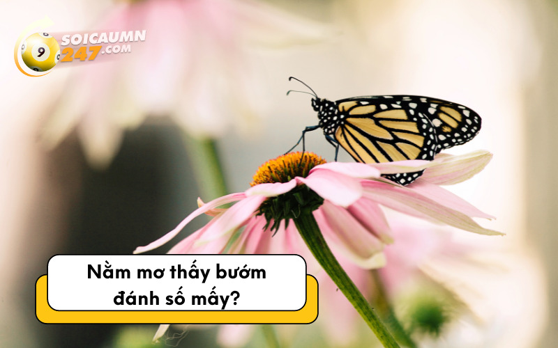 Nằm mơ thấy bướm đánh số mấy?