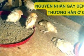 Bệnh thương hàn ở gà – Hướng dẫn chữa bệnh và phòng bệnh